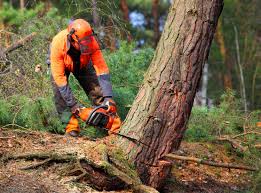 Lake City, MN Tree Services Company